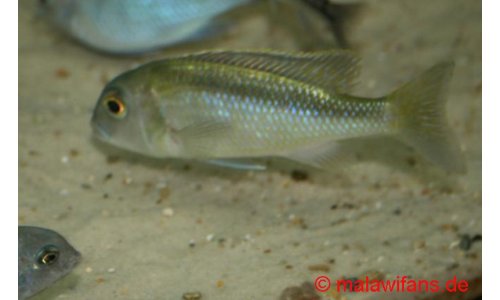 Buccochromis spectabilis